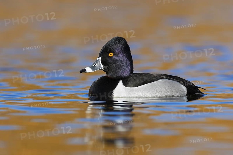 Ring-necked Duck (Aythya collaris) male, British Columbia, Canada