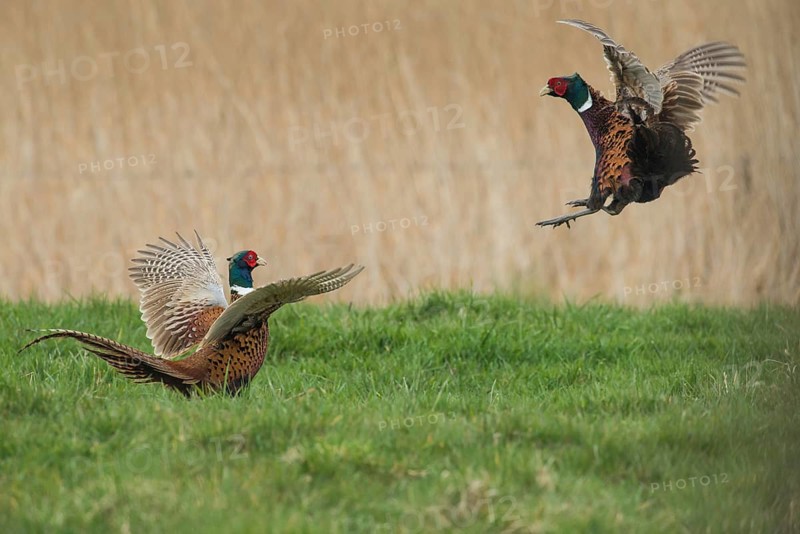 Common Pheasant (Phasianus colchicus) fighting males during courtship, Schleswig-Holstein, Germany