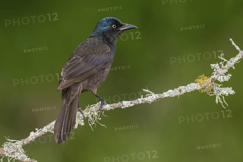 Common Grackle (Quiscalus quiscula) perched on a branch, Texas, USA