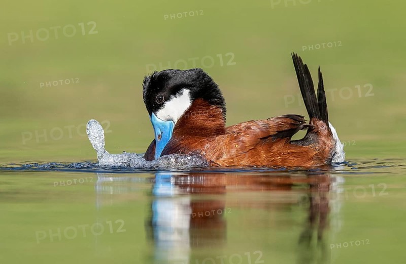 Ruddy Duck (Oxyura jamaicensis) male, British Columbia, Canada