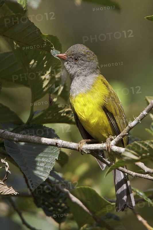 Gray-hooded Bush-Tanager (Cnemoscopus rubrirostris) perched on a branch in Ecuador, South America