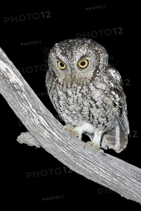 Whiskered Screech Owl (Megascops trichopsis) perched on a branch in southern Arizona, USA