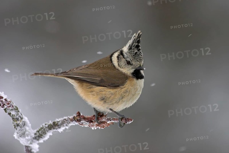 European Crested Tit (Lophophanes cristatus), Rhineland-Palatinate, Germany