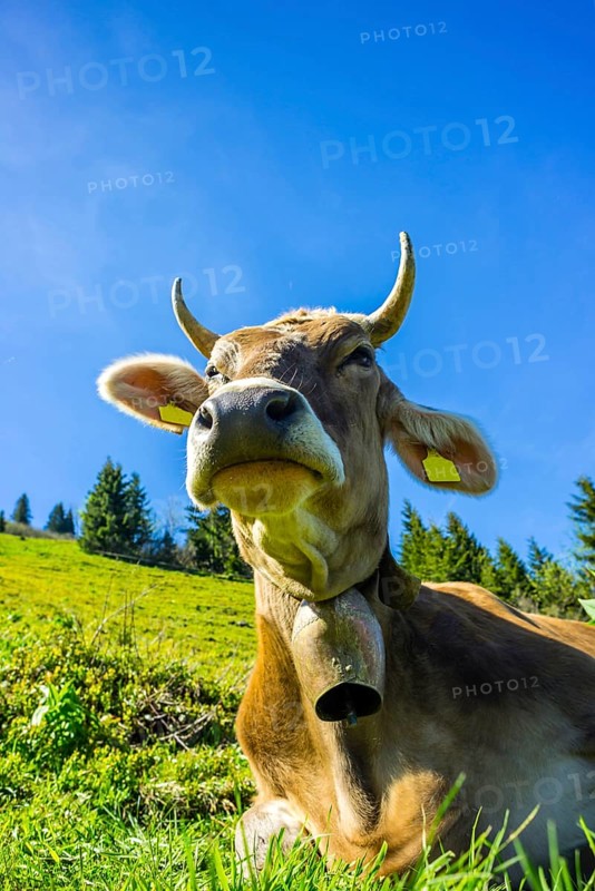 Single dairy cow, Allgaeuer Braunvieh, alpine meadow, near Oberstdorf, Allgaeu, Bavaria, Germany