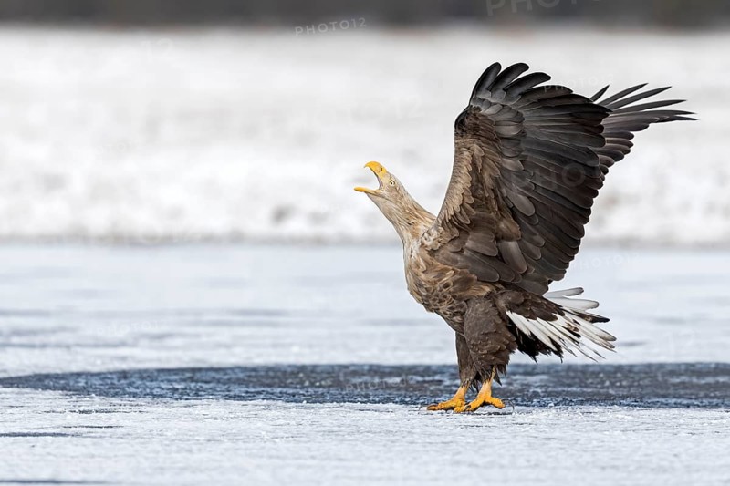 White-tailed Eagle (Haliaeetus albicilla) calling on an ice rink, Poland