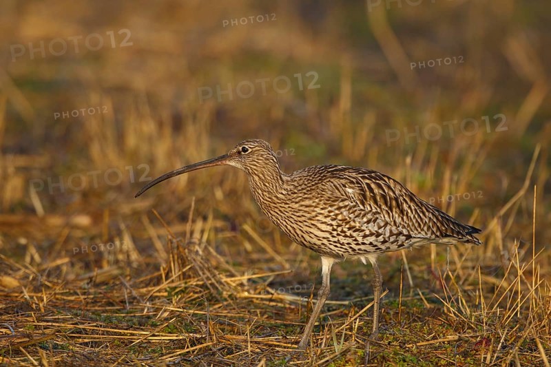 Eurasian Curlew (Numenius arquata) foraging, North Rhine-Westpalia, Germany