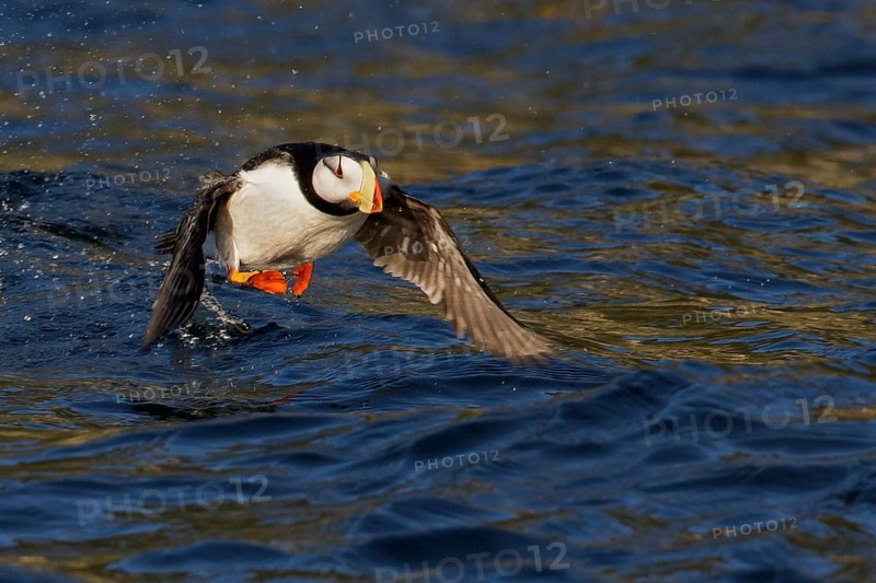 Horned Puffin (Fratercula corniculata) offshore of Seward, Alaska