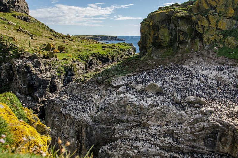 Common Murre (Uria aalge) colony on cliffs, Scotland, United Kingdom