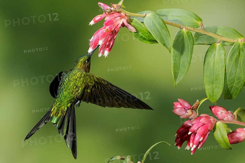 Golden-breasted Puffleg (Eriocnemis mosquera) flying and feeding at a flower in the mountains of Colombia, South America