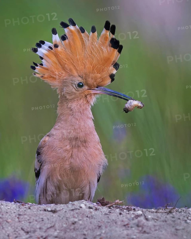 Eurasian Hoopoe (Upupa epops) with food in beak, Saxony-Anhalt, Germany
