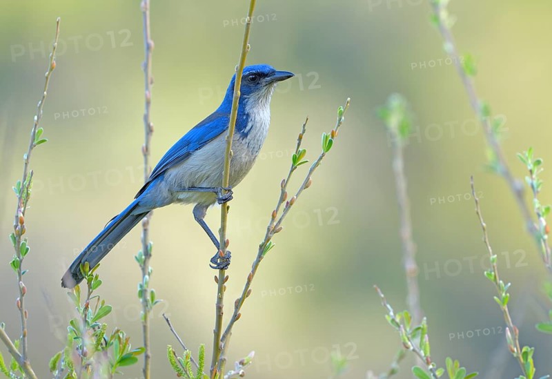 Island Scrub Jay (Aphelocoma insularis) - Santa Cruz Island, California