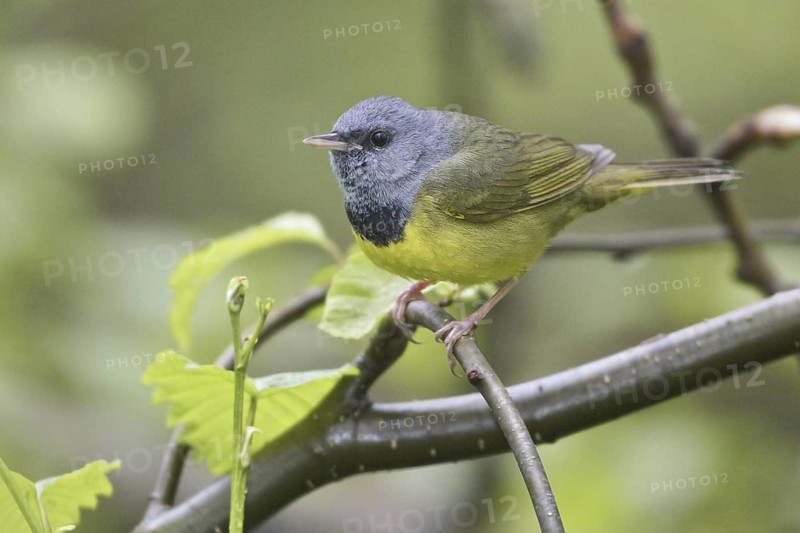 Mourning Warbler (Geothlypis philadelphia) male, Manitoba, Canada