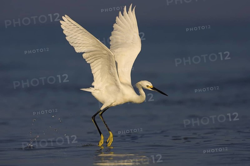 Snowy Egret (Egretta thula) flying, Florida, USA