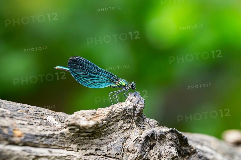 Beautiful demoiselle (Calopteryx virgo) damselfly sitting on a wood, Bavaria, Germany