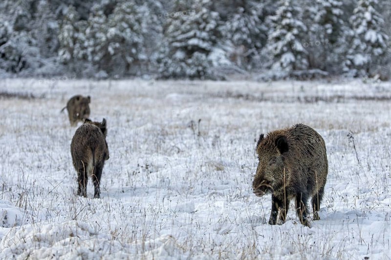 A second wild boar (Sus scrofa) and its companion approaching at a fast trot, winter, snow, cold, intoxication, mating season, November, Denmark