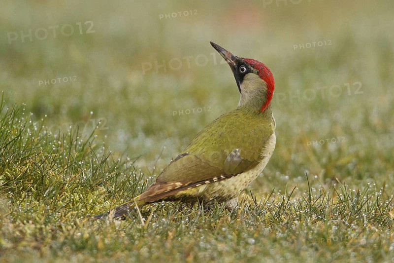 European Green Woodpecker (Picus viridis) female, Rhineland-Palatinate, Germany