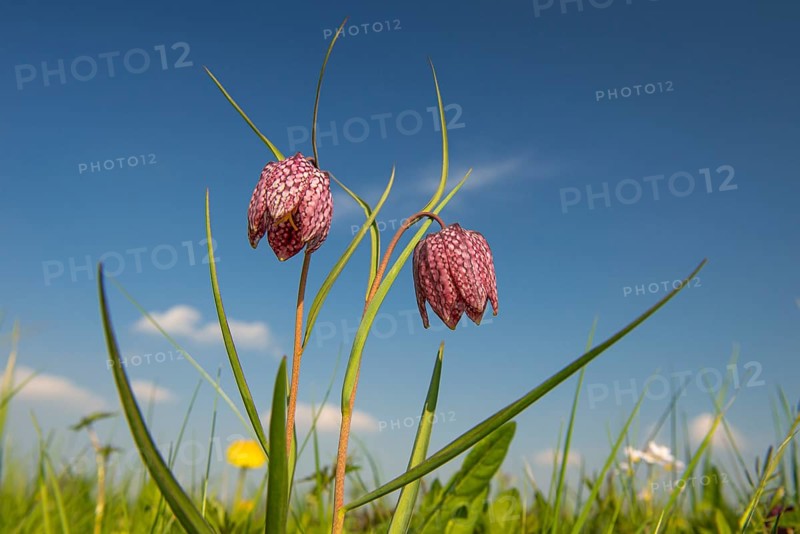 Snake's Head Fritillary (Fritillaria meleagris) in a wet meadow in spring, Berne, Lower Saxony, Germany