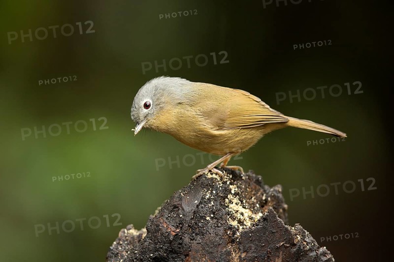 Grey-cheeked Fulvetta (Alcippe morrisonia), Yunnan, China
