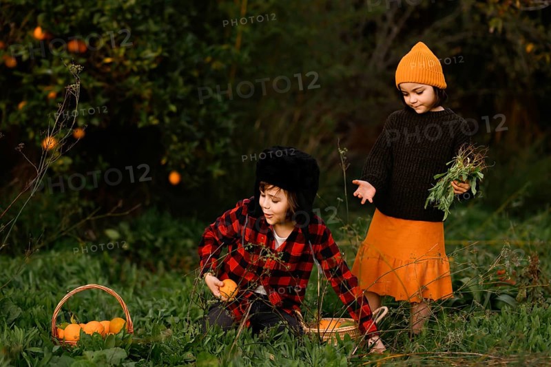 Two children enjoy a day in a lush garden, engaging in a cheerful harvest of ripe oranges. Dressed warmly, they explore nature, surrounded by greenery and fresh produce