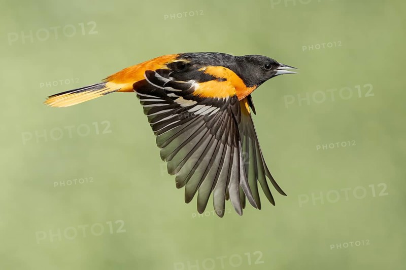 Baltimore Oriole (Icterus galbula) male flying, Texas, USA
