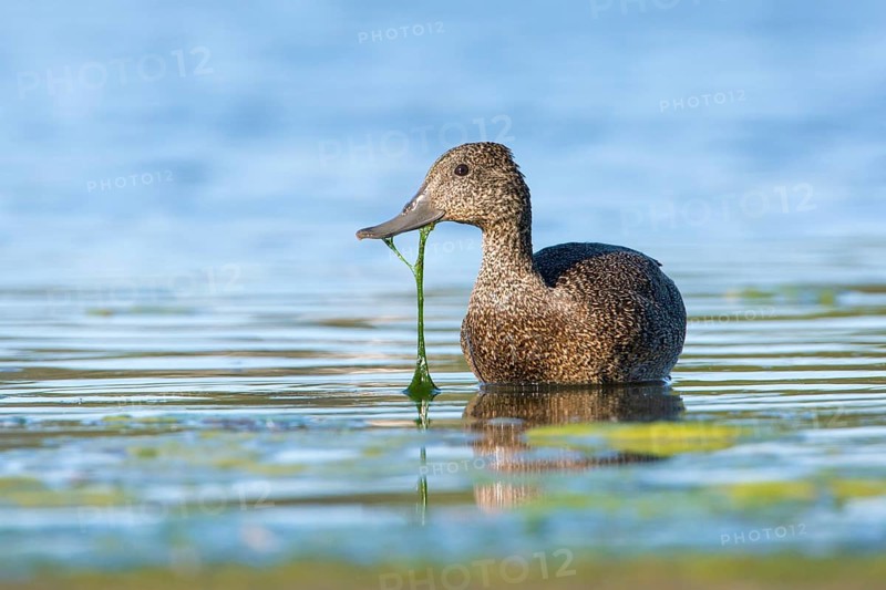 Freckled Duck (Stictonetta naevosa) female, Victoria, Australia