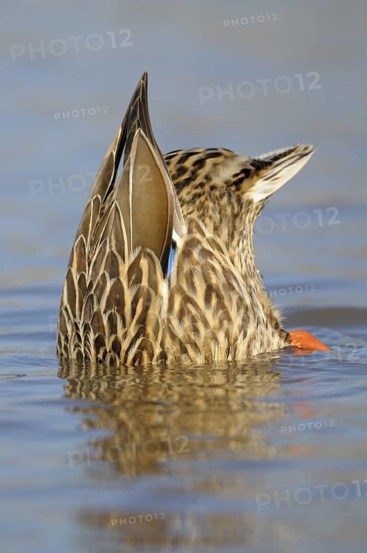 Stockente (Anas platyrhynchos), Mallard, gruendelndes Weibcehn, Januar, Duisburg-Walsum, Niederrhein, Nordrhein-Westfalen, Deutschland