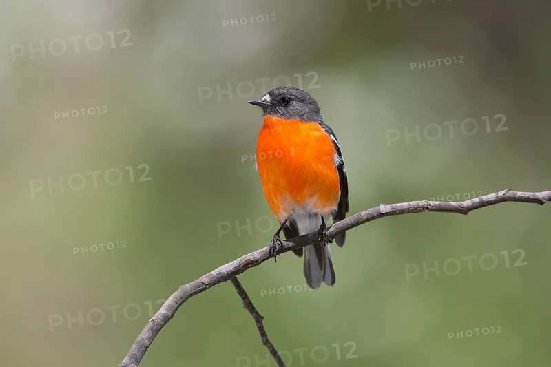 Flame Robin (Petroica phoenicea) male, Victoria, Australia