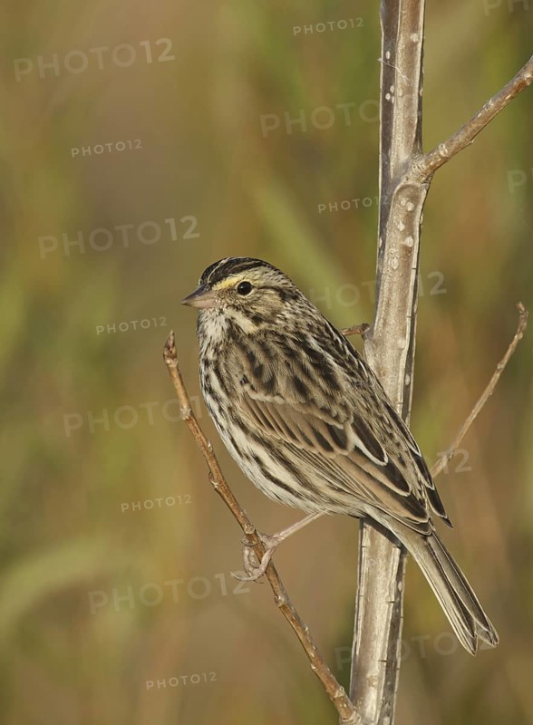 Savannah Sparrow (Passerculus sandwichensis), Ohio, USA