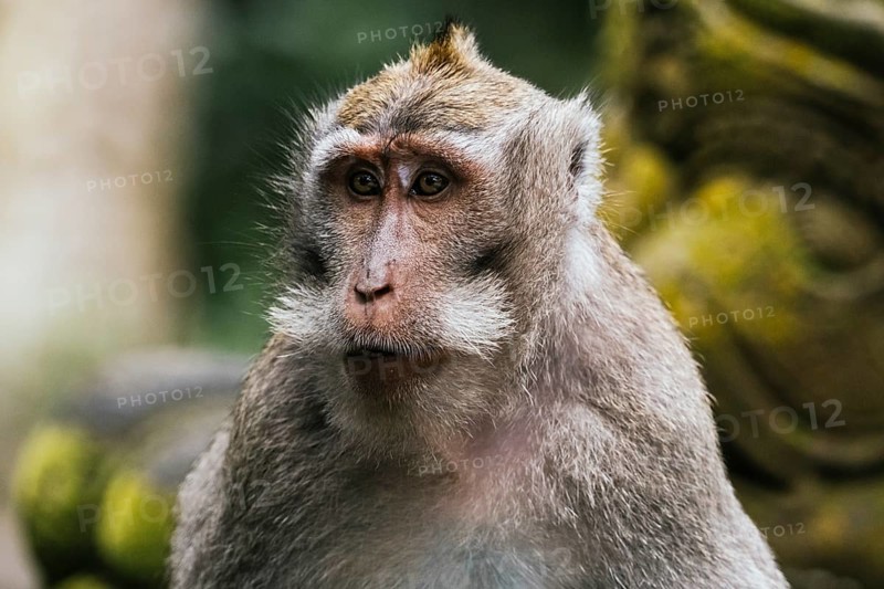This image captures a close up of a monkey with prominent facial in Bali. The monkey is intense gaze and lush fur stand out against a blurred natural background