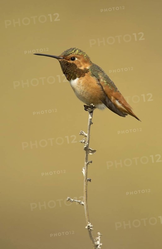 Allen's Hummingbird (Selasphorus sasin), California, USA