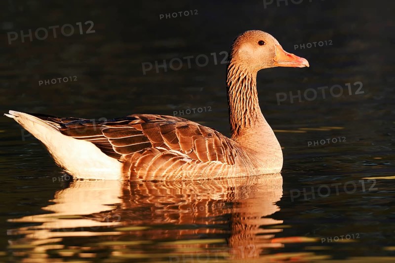 Greylag goose (Anser anser), swimming in the morning light, North Rhine-Westphalia, Germany