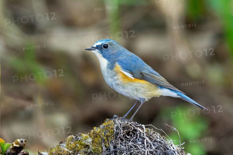 Red-flanked Bluetail (Tarsiger cyanurus) male, Thailand