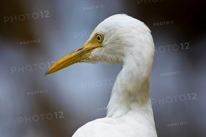 Eastern Cattle Egret (Bubulcus coromandus), Sri Lanka