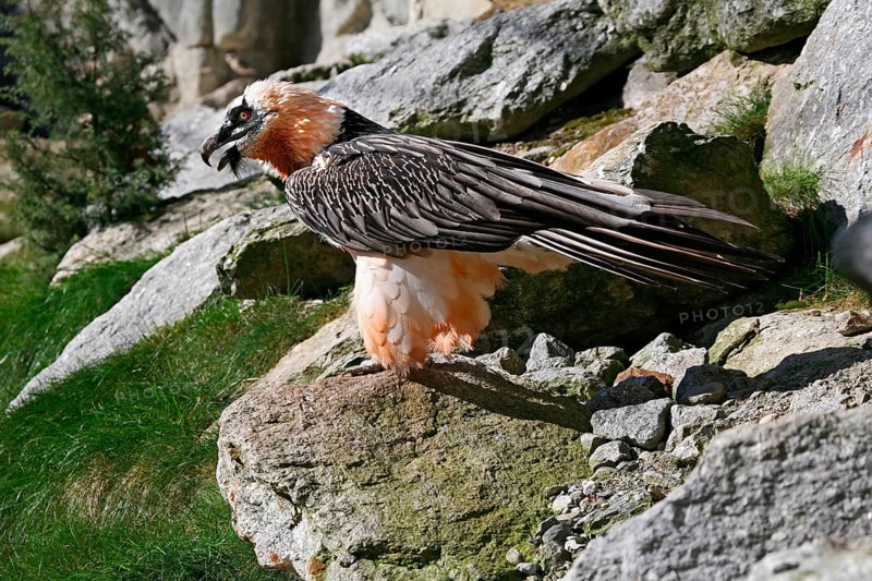 Bearded vulture (Gypaetus barbatus) Alpenzoo Innsbruck, Tyrol, Austria, Tyrol, Austria