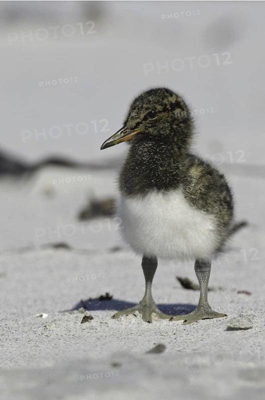 Magellanic Oystercatcher (Haematopus leucopodus) chick, Falkland Islands