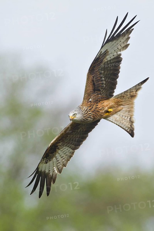 Red Kite (Milvus milvus) flying, United Kingdom