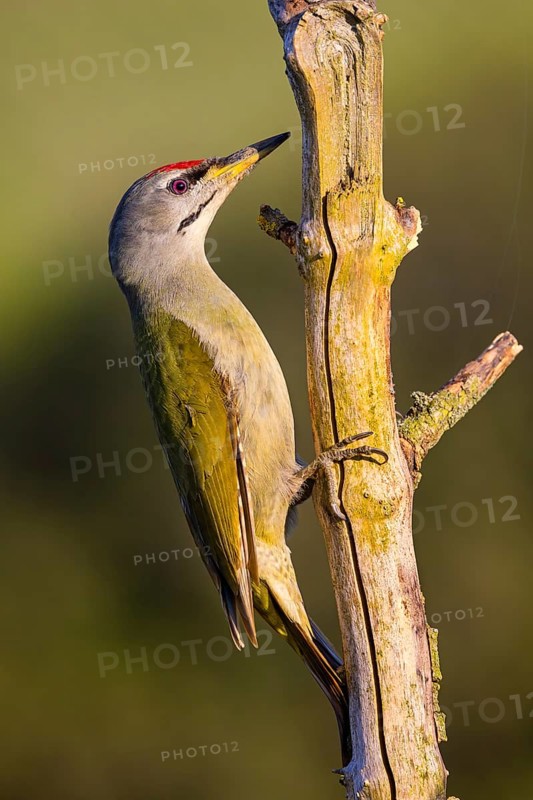 Grey-headed woodpecker (Picus canus), Pic cendré, Pito Cano, Ormoz area, Ormoz, Podravska, Slovenia