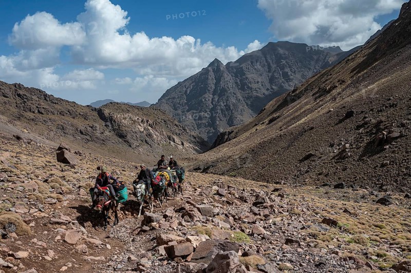 TOUBKAL NATIONAL PARK, MOROCCO - SEPTEMBER 30, 2024: Men on mules at the trail to Toubkal, the highest mountain in North Africa