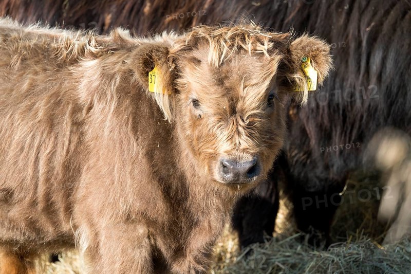 Highland cattle, Oberweser, Weser Uplands, Weserbergland, Hesse, Germany
