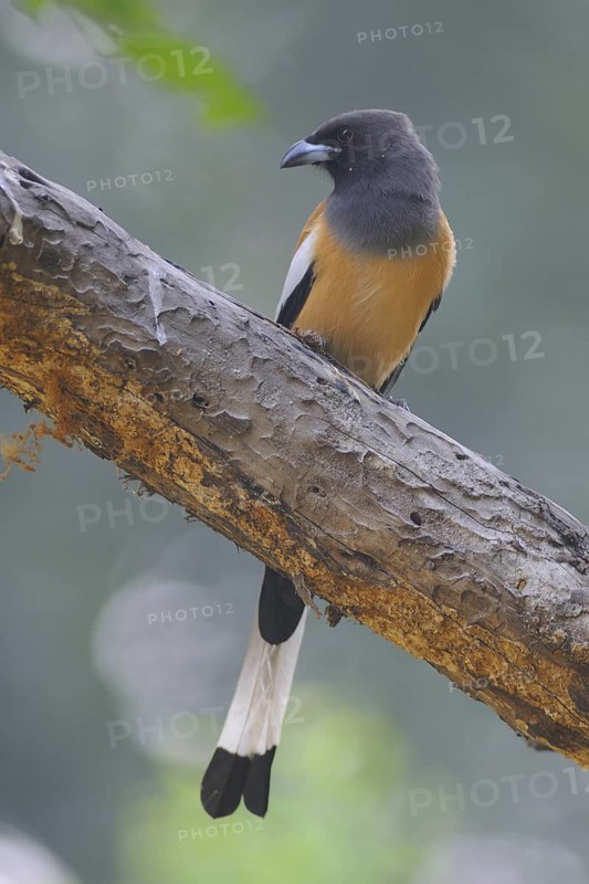 Rufous Treepie (Dendrocitta vagabunda), Keoladeo National Park, India