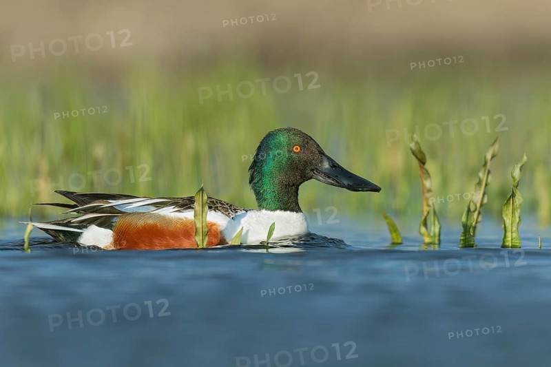 Northern Shoveler (Anas clypeata) swimming in a pond in Manitoba, Canada