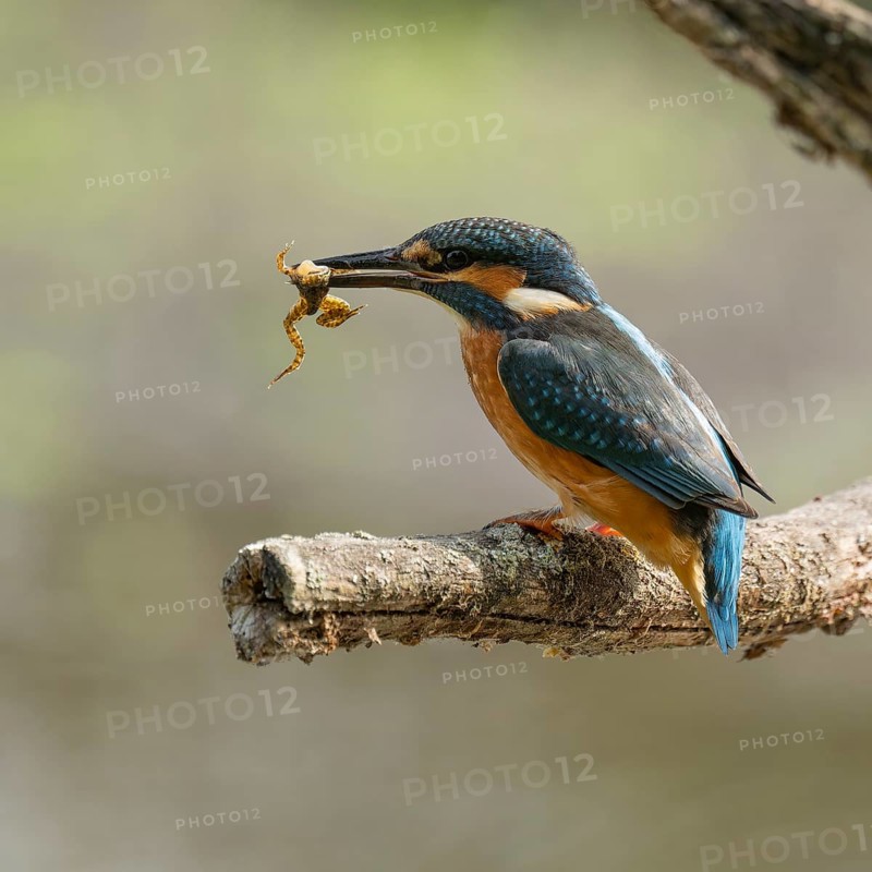 Kingfisher (Alcedo atthis) sitting on a branch, perch, with captured prey frog (Rana) in its beak, Lower Saxony, Germany
