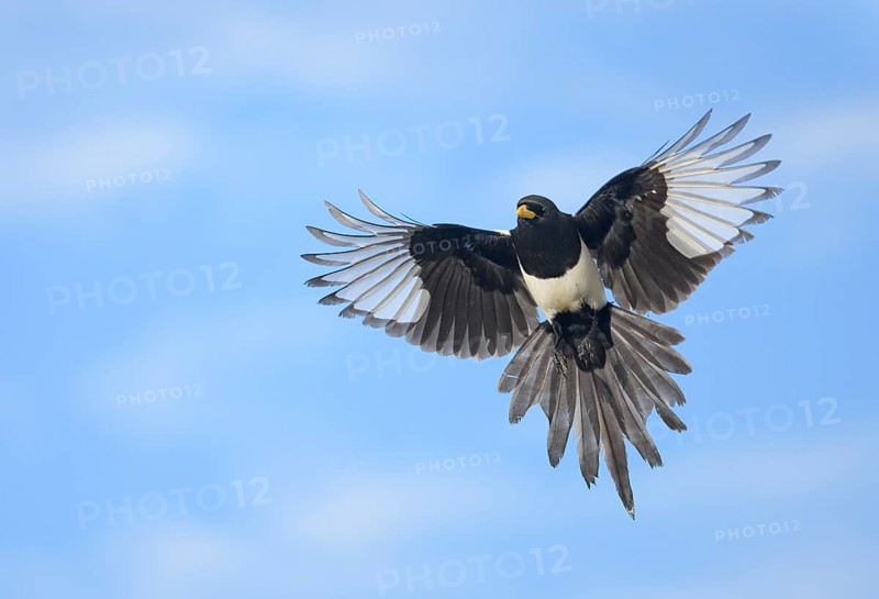 Yellow-billed Magpie (Pica nuttalli) flying, California, USA