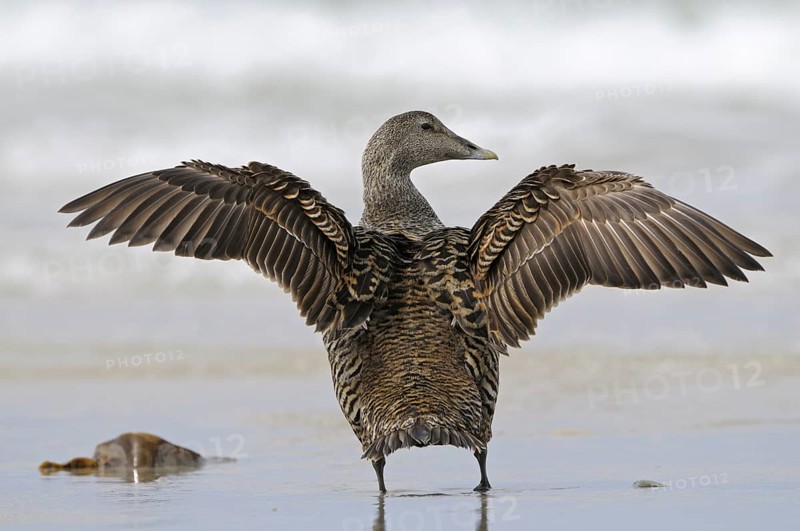 Eiderente (Somateria mollissima), Eider, Weibchen am Strand, schlaegt mit den Fluegeln, Juni, Duene der Insel Helgoland, Schleswig-Holstein, Deutschland