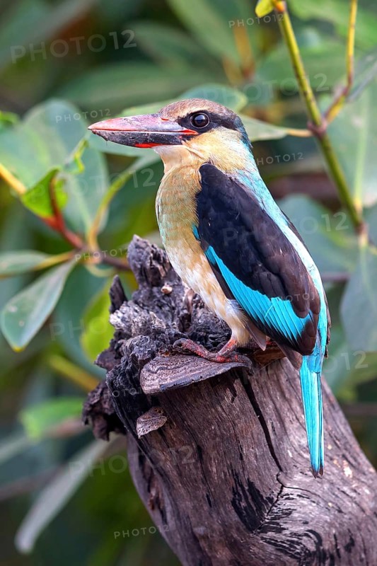 Kingfisher, (Halcyon malimbica), Animals, Birds, Kingfisher family, Africa, Kotu creek canoe trip, Kotu, South Bank, Gambia