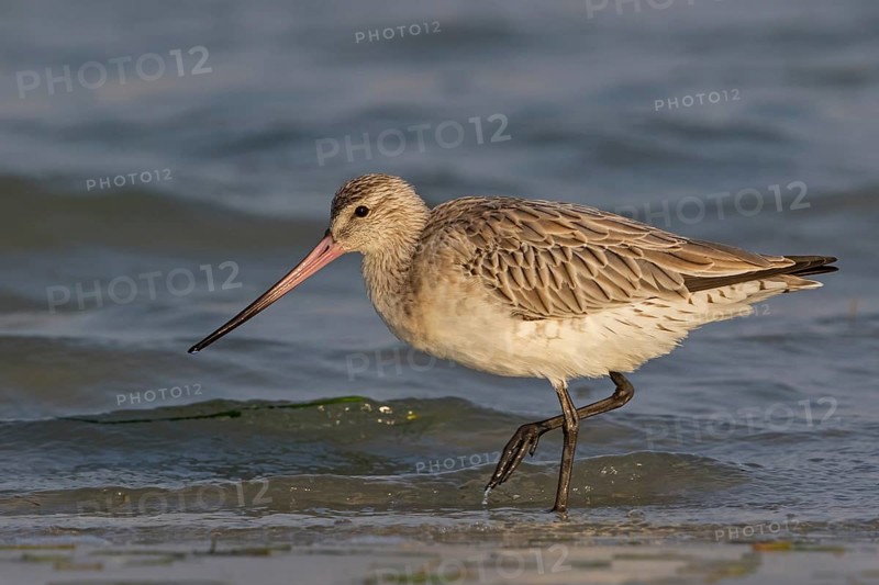 Bar-tailed godwit, (Limosa lapponica), foraging, waters, biotope, animals, birds, snipe, Barr Al Hikman, Al Ghidin, Al Wusta, Oman