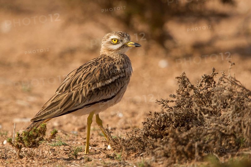 Eurasian Stone-curlew (Burhinus oedicnemus), Morocco