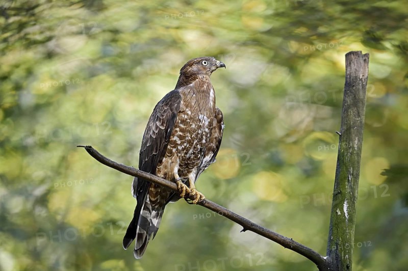 Honey buzzard (Pernis apivorus) sitting on a branch, Bavaria, Germany