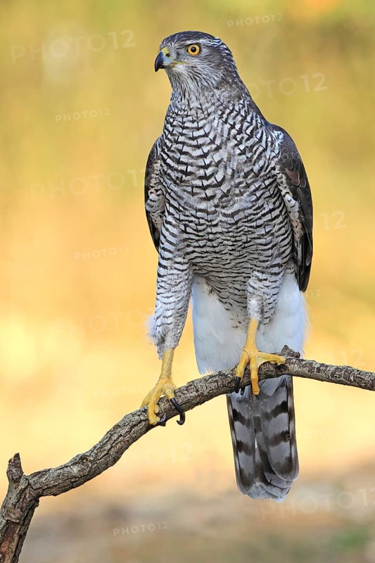 Northern Goshawk (Accipiter gentilis) female, Baden-Wuerttemberg, Germany