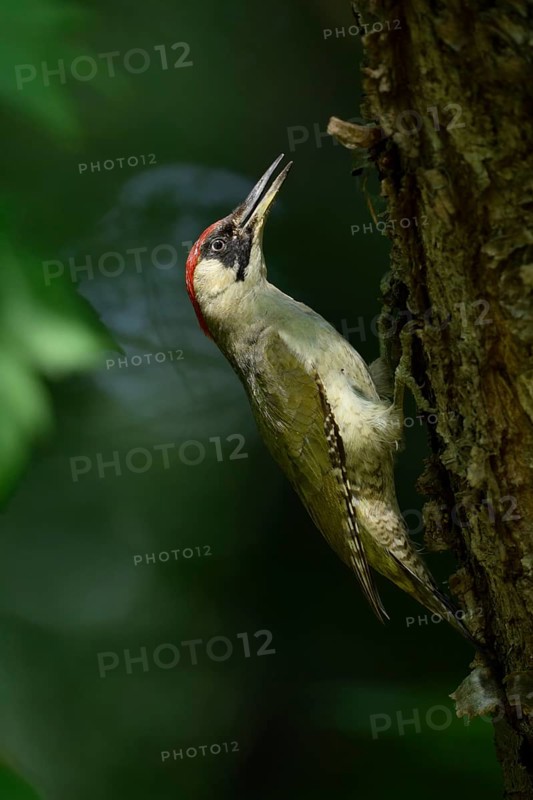 European Green Woodpecker (Picus viridis) female climbing tree trunk, North Rhine-Westphalia, Germany